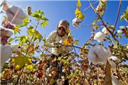 سیاه بختی «طلای سفید» خراسان رضوی