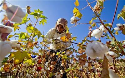 سیاه بختی «طلای سفید» خراسان رضوی