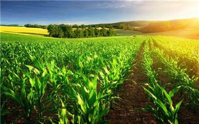 110 هزار بهره بردار بخش کشاورزی عضو نظام صنفی کشاورزی خراسان رضوی هستند