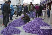 بالغ بر هزار تن گل زعفران در بازار تربت‌حیدریه معامله شد