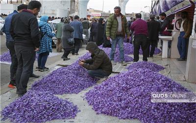 بالغ بر هزار تن گل زعفران در بازار تربت‌حیدریه معامله شد