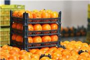 عرضه پنج تن میوه تنظیم بازار در تربت‌حیدریه