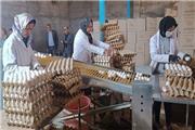 افتتاح اولین واحد تولید مرغ تخمگذار در شهرستان رشتخوار