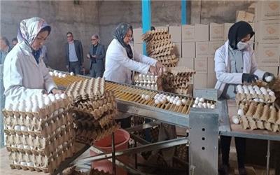 افتتاح اولین واحد تولید مرغ تخمگذار در شهرستان رشتخوار